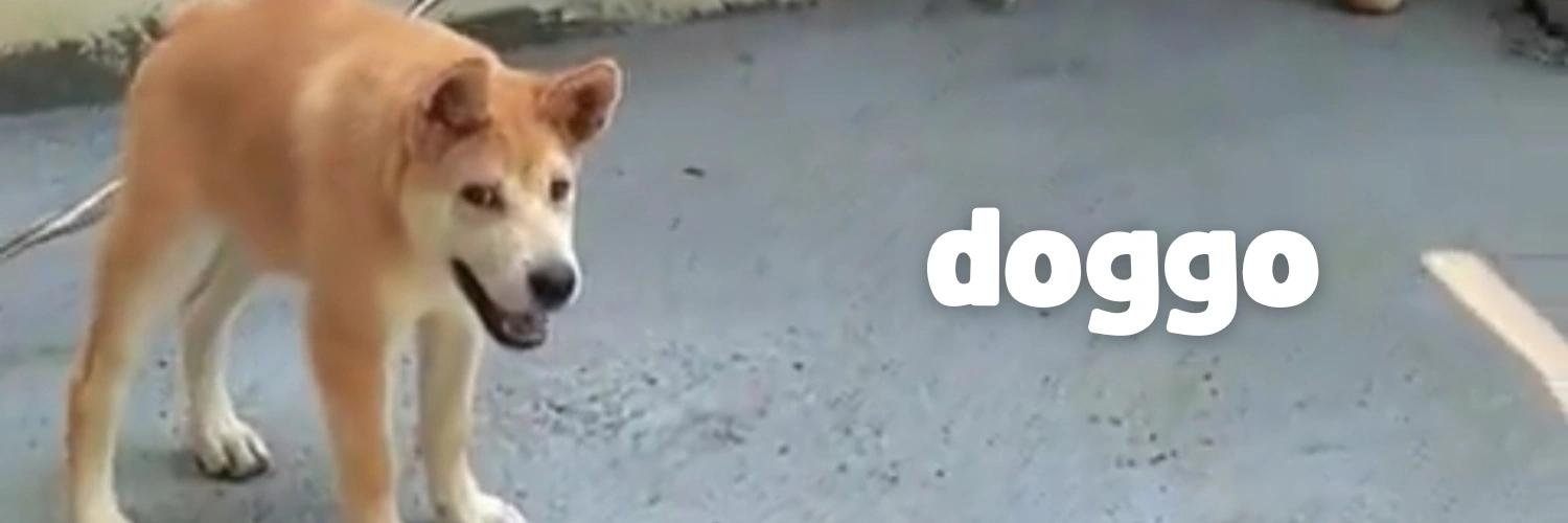 Doggo banner
